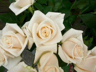 Cream white roses