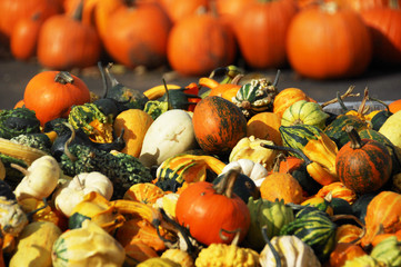 Pile of Gourds in Front of Pumpkins