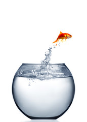 goldfish jumping out of the water