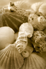 Shells