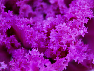 pink kale leaves