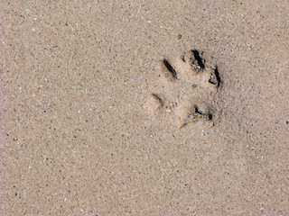 Animal Five Point Footprint in Brown Concrete; Background