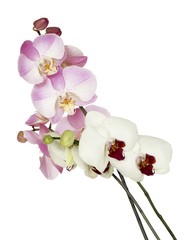 Fototapeta na wymiar posy of white and pink orchids
