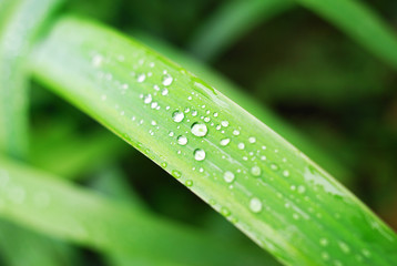 Fresh grass with dew drops