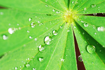Fresh grass with dew drops