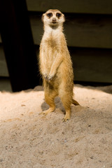 Suricata