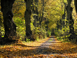 Old road with tilia trees