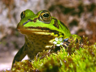 Frog with ring