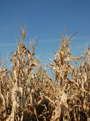 Dried Corn Plants