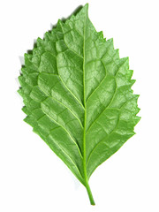 nervures de dessous de feuille