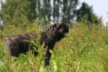 Bouvier des Flandres de profil à la campagne