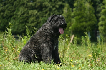 Bouvier des flandres assis de profil