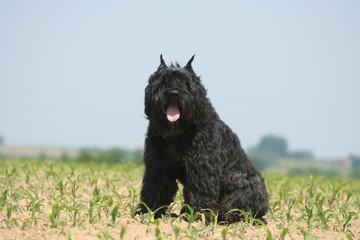 Chien aux airs de nounours assis dans un champs