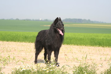 Berger Belge Groenendael &agrave; la campagne