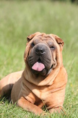 Shar pei tirant la langue pour son portrait