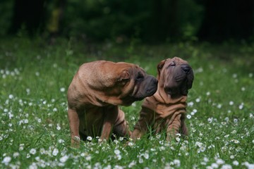 Fameux ce repas à l'ail chérie