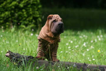 Madame Shar Pei à la campagne