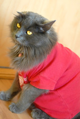 Cat in red t-shirt