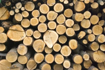 Möbelaufkleber stacked timber logs ready for processing © Pakhnyushchyy