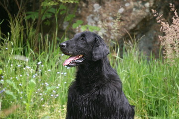 Portrait du Flat-coated Retriever assis
