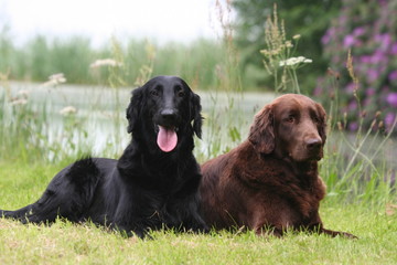 Flat-coated Retriever couch&eacute;s au bord de l'eau