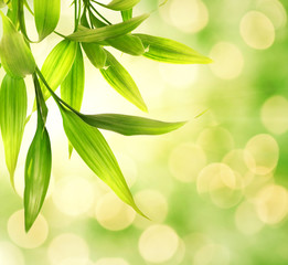 Naklejka premium Bamboo leaves over abstract blurred background