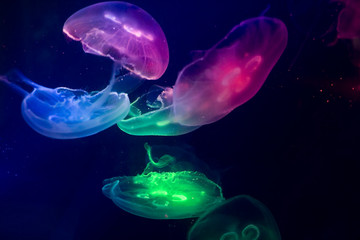 Naklejka premium jellyfish in aquarium multi coloured light