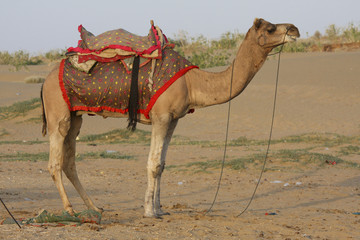 Dromedary camel in the desert in Rajasthan, India