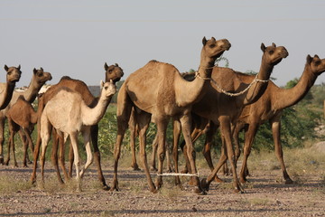 Camels in the Thar desert in Rajasthan, India