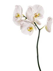 Fototapeta na wymiar white orchid on white