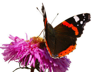 Naklejka premium butterfly on pink flower isolated on white background