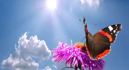 butterfly on flower against blue cloudy sky with sun