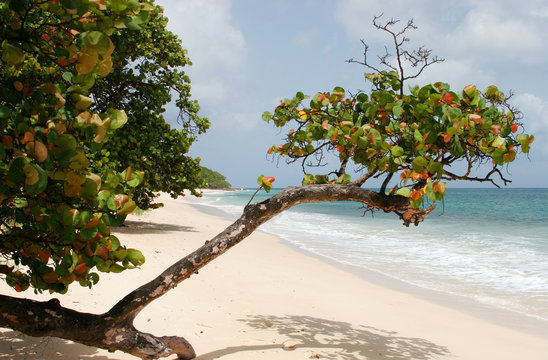 Raisinier sur une plage de Marie-Galante