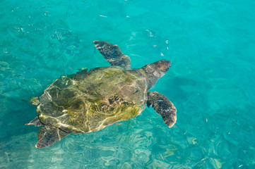 swimming sea turtle in clear turquoise sea water