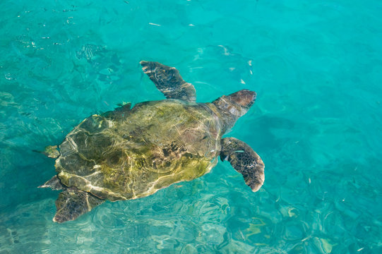 swimming sea turtle in clear turquoise sea water