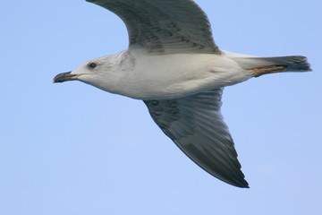 flying gull