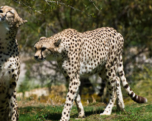 Full body of an adult cheetah walking on all fours over grass