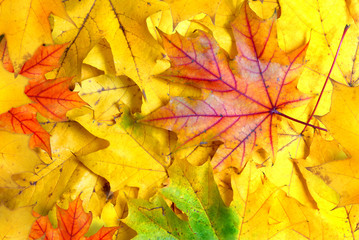 Naklejka na ściany i meble background with autumn leaves