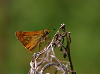 skipper butterfly