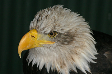bald eagle