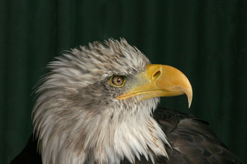 Bald eagle looking up