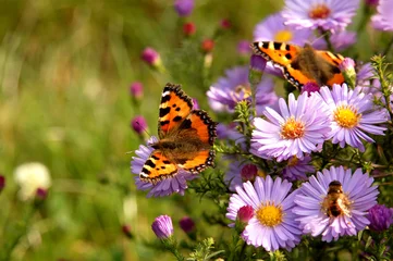 Tableaux sur Plexiglas papillon sur les fleurs