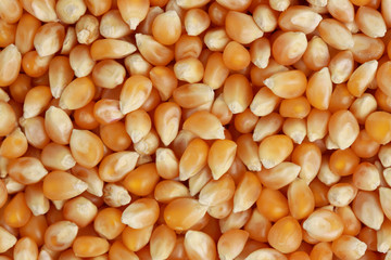 unpopped fresh whole pop corn seed, background