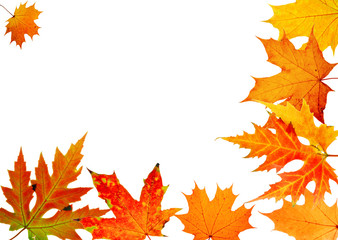 Naklejka na ściany i meble autumn maple-leaf, frame for a postal on a white background