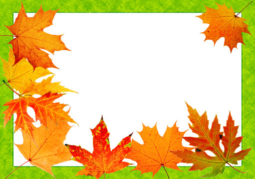 autumn maple-leaf, scope for a postal on a white background