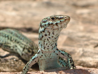Lézard