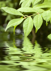 Zweig spiegelt sich im Wasser