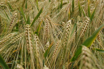 cereale et abondance