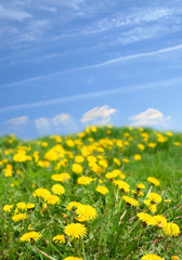 Spring landscape blue sky and yellow flowers