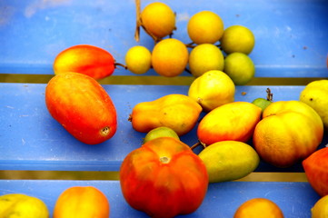 Tomates rouges et vertes, jardin collectif, Paris, France.